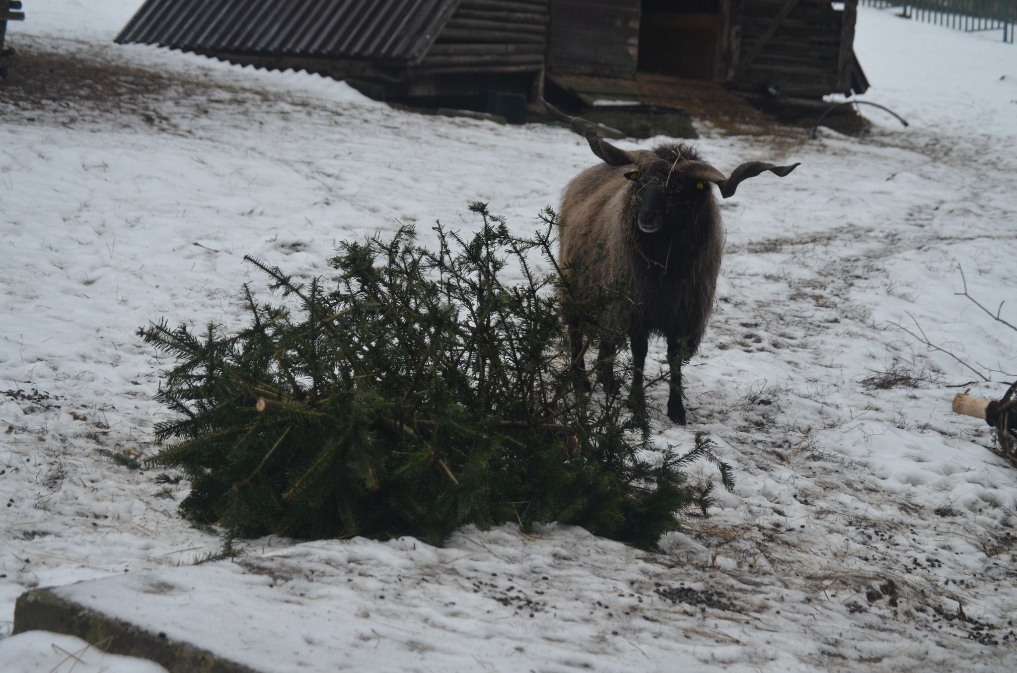 Zdroj: Facebook/ZOO Košice
