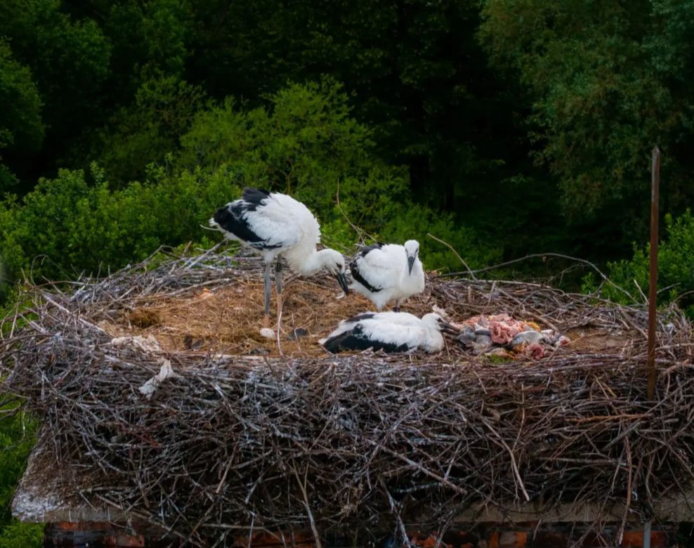 2026-04-04 11_59_11-Greenshot.jpg