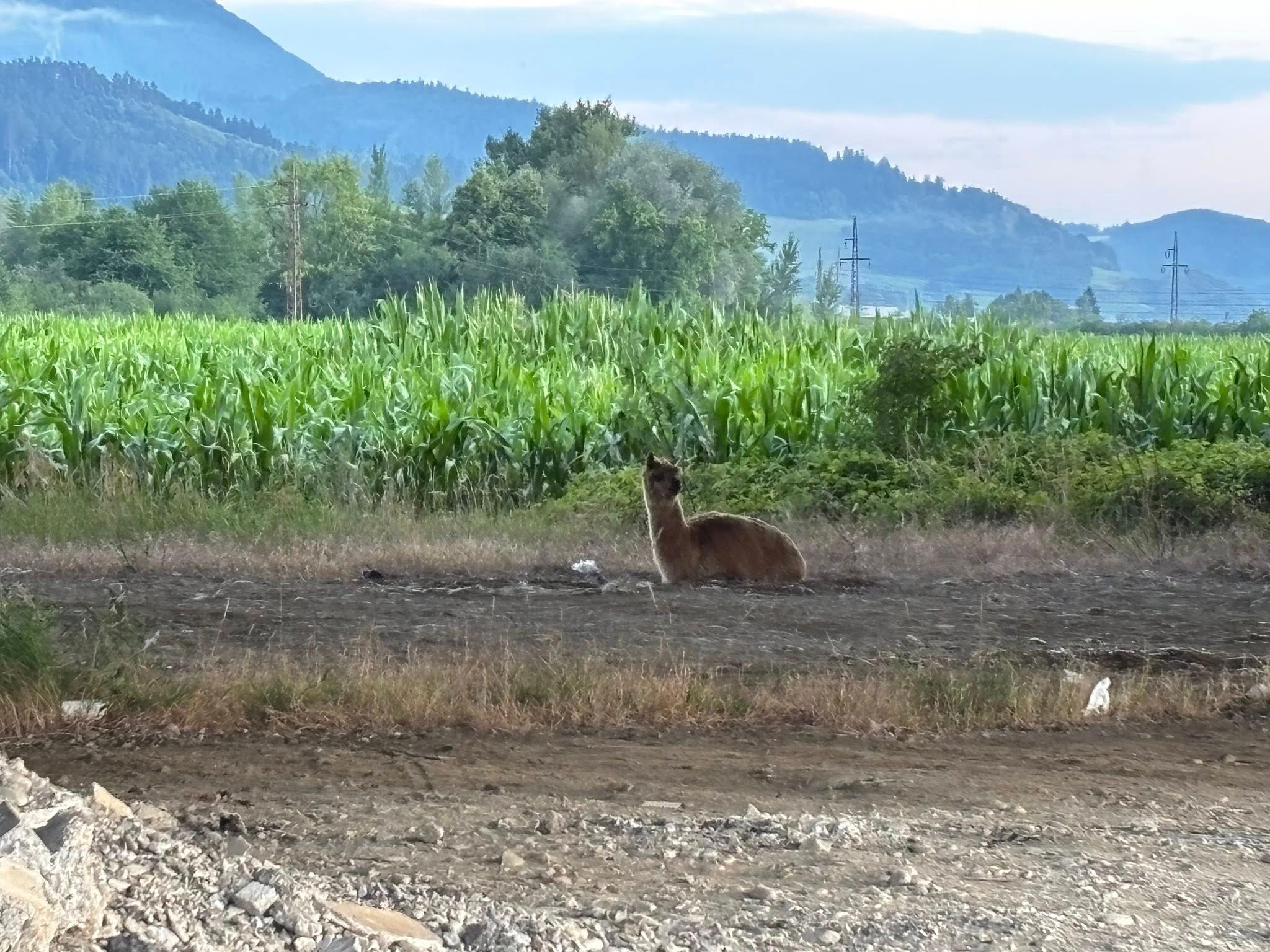 Lama v kukurici pri Bytči.