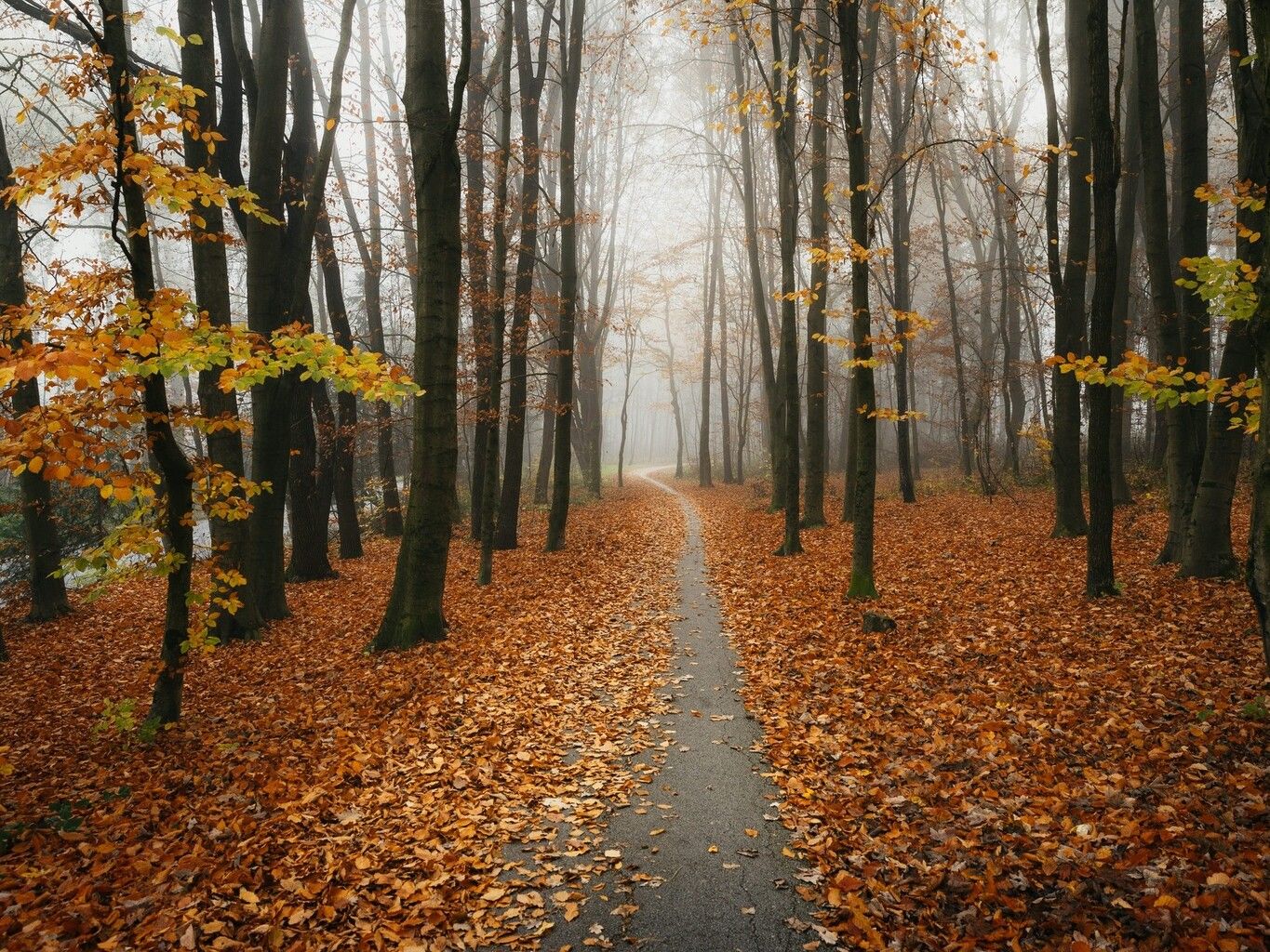 545576869_1247843330689539_495043007122258999_n (1).jpg