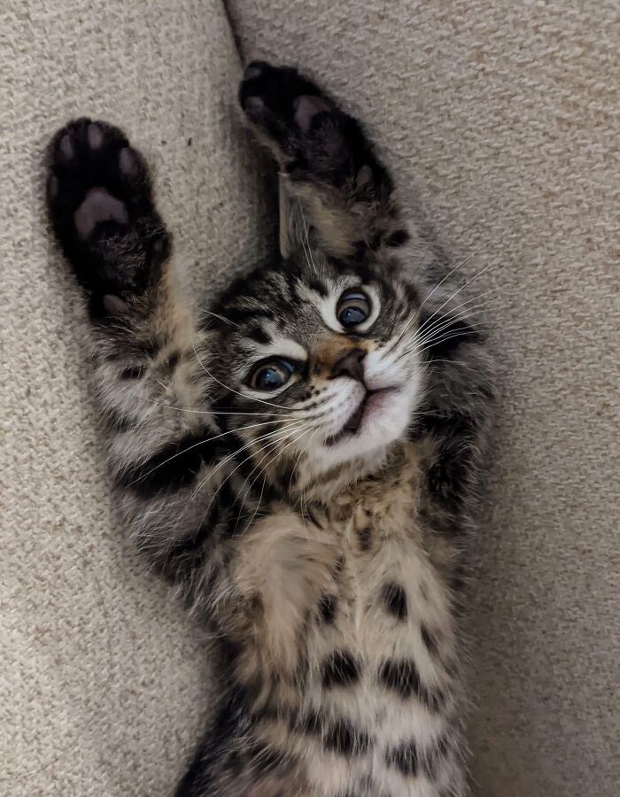 63231029897e4_cute-bengal-cats.jpg