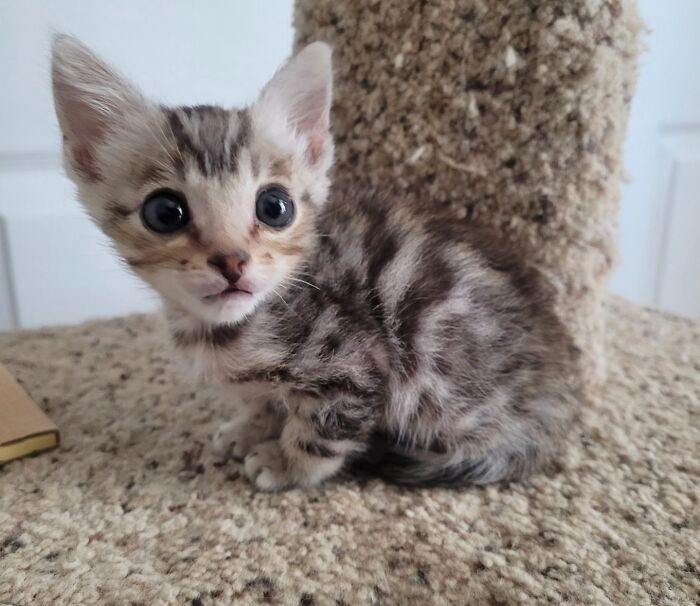 6392de84eaefe_cute-bengal-cats.jpg