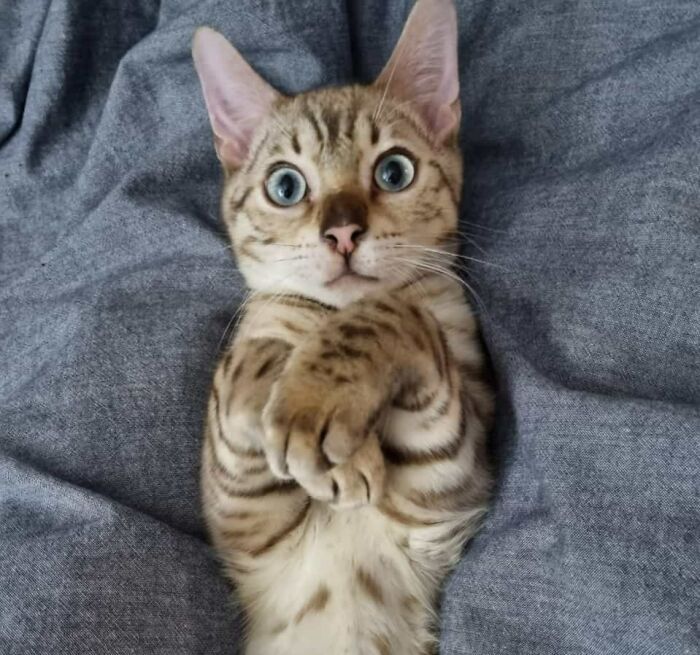 63c7be0c7eb0c_cute-bengal-cats-part-2.jpg