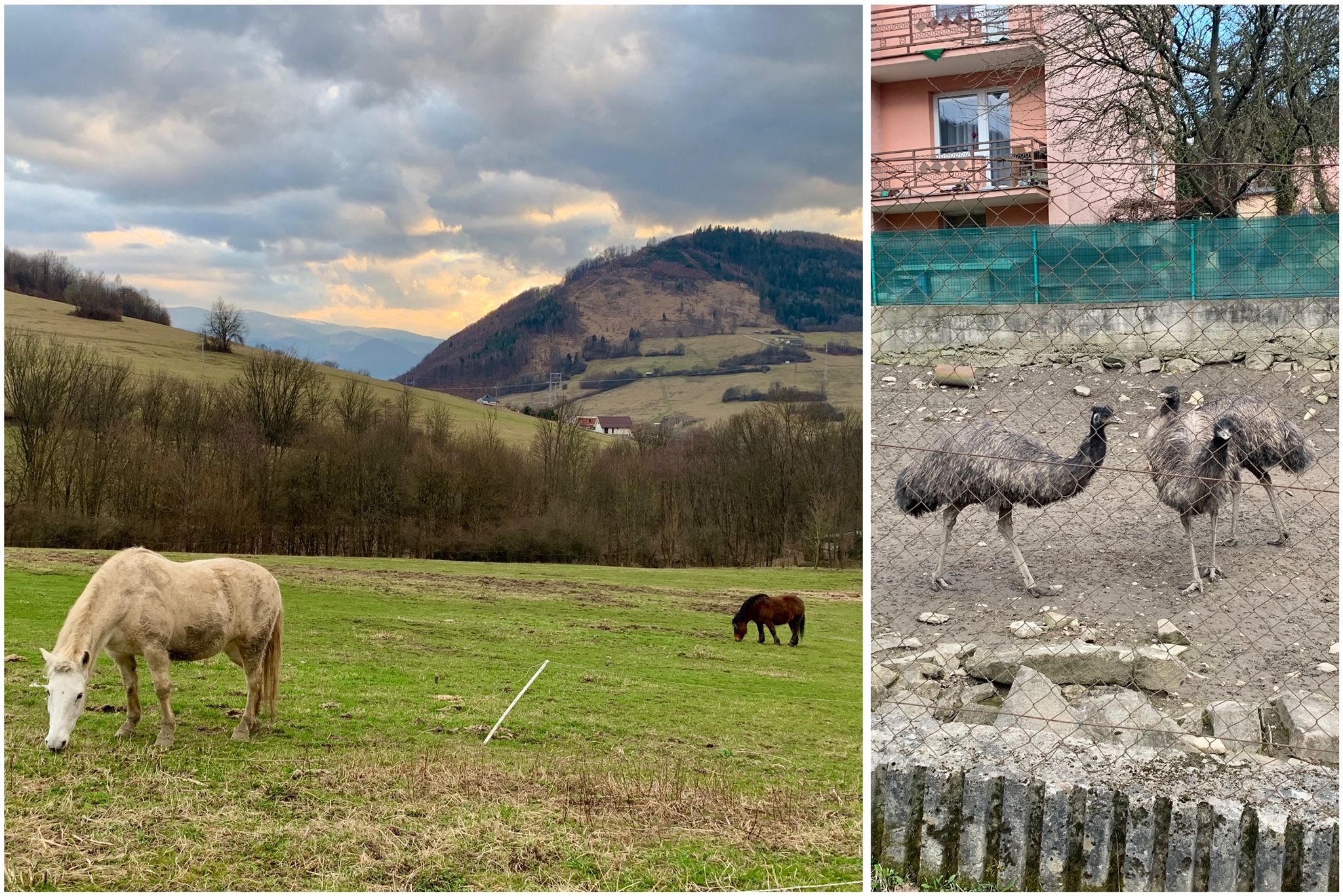 Výlet ku kaplnke poteší aj vaše ratolesti. Po ceste môžete natrafiť na kone aj exotické emu. Zdroj: zilina.sp21.sk
