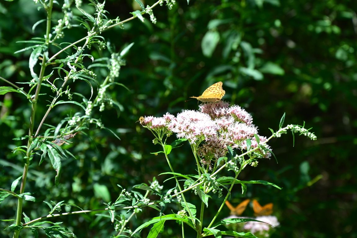 DSC_0006.jpg