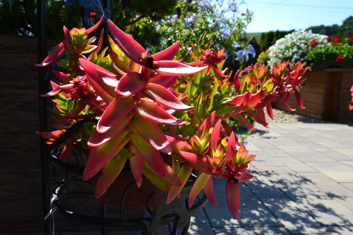 DSC_0008.jpg