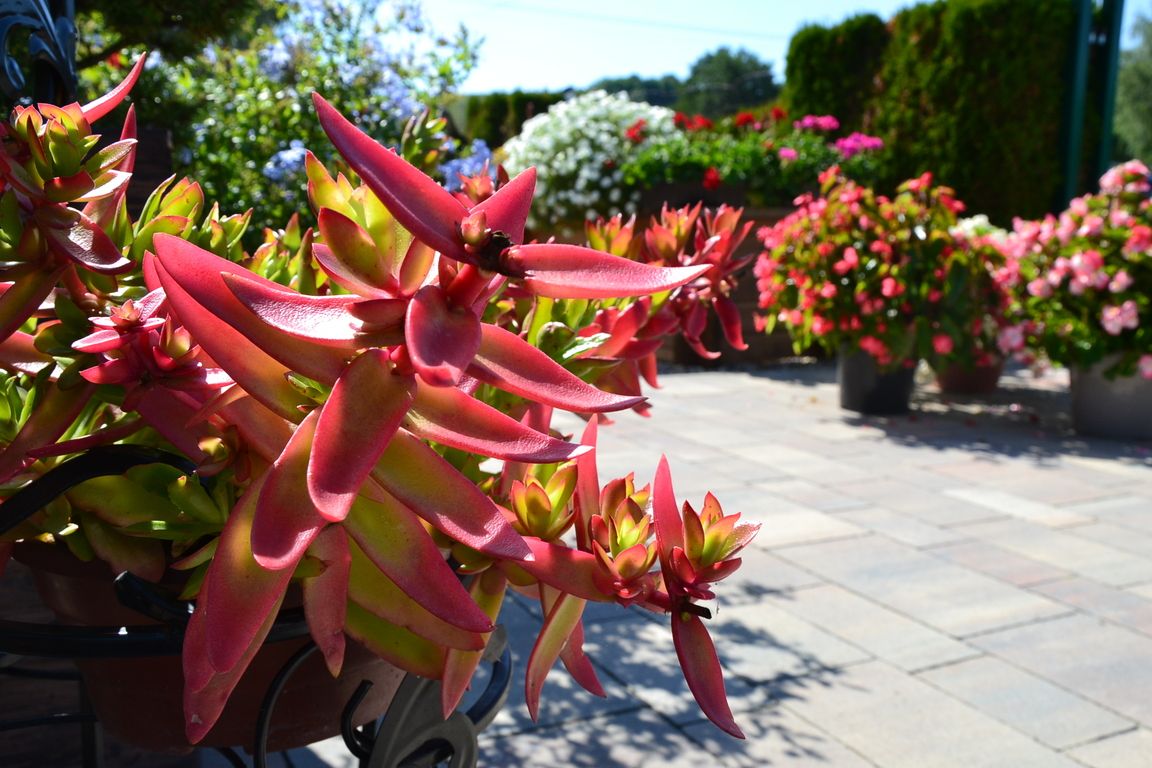 DSC_0009.jpg
