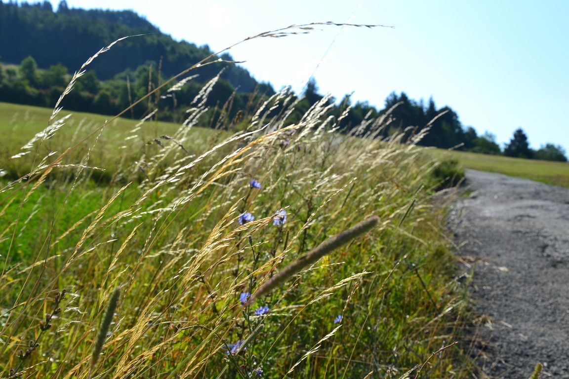 DSC_0010.jpg
