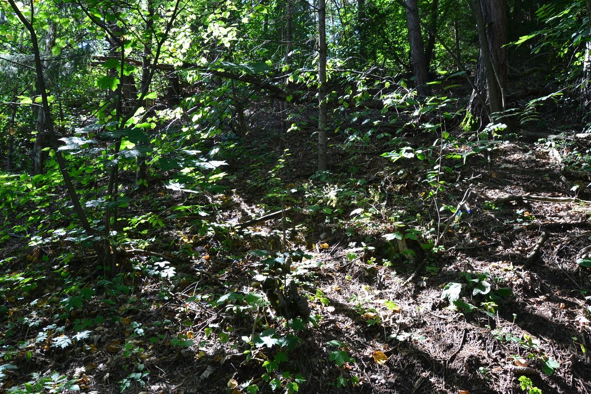 DSC_0010.jpg