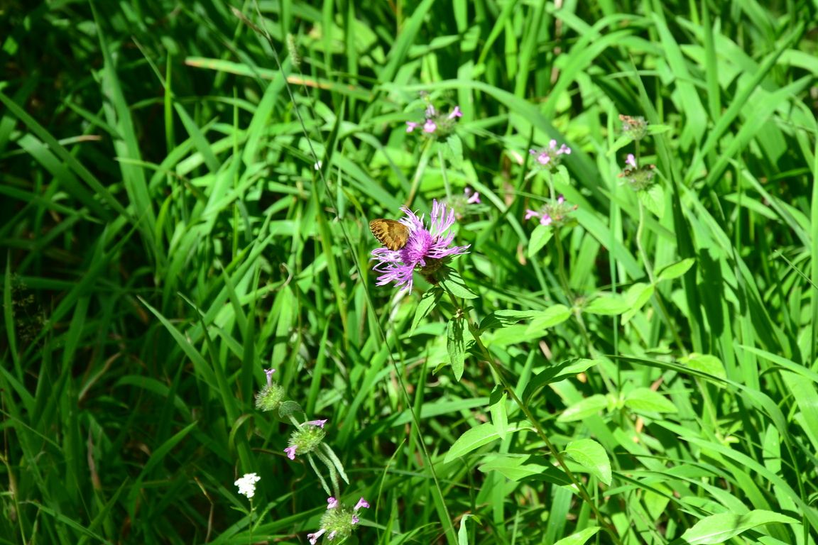 DSC_0021.jpg