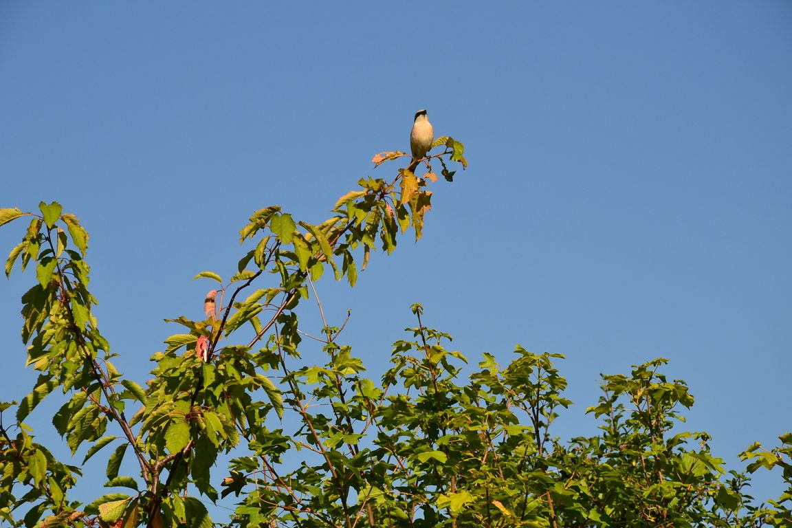 DSC_0021.jpg