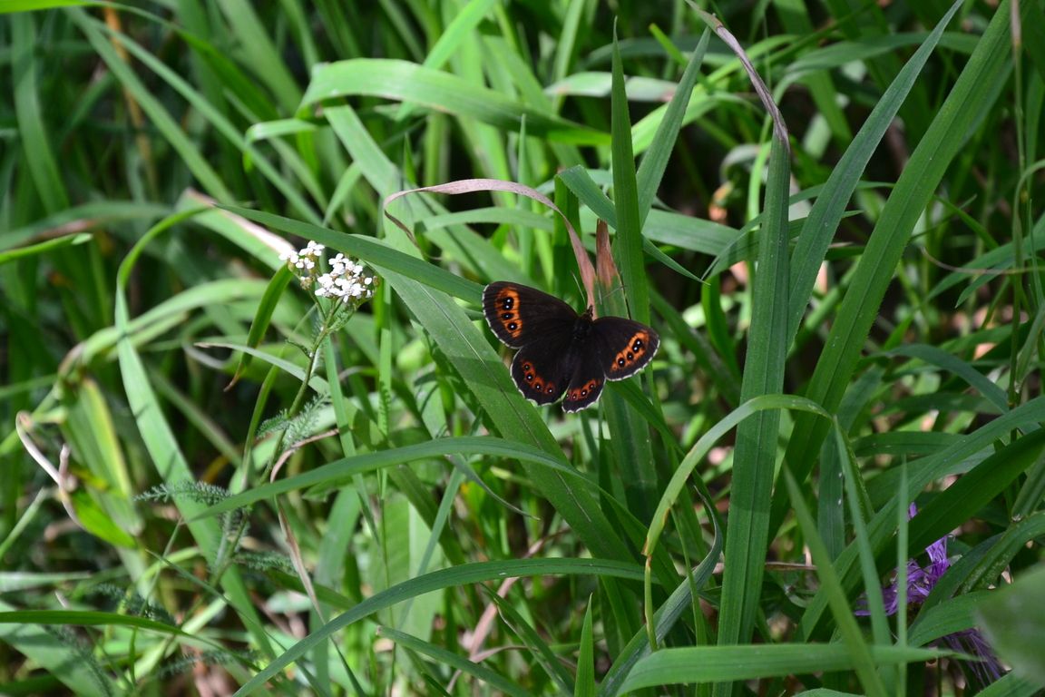 DSC_0022.jpg