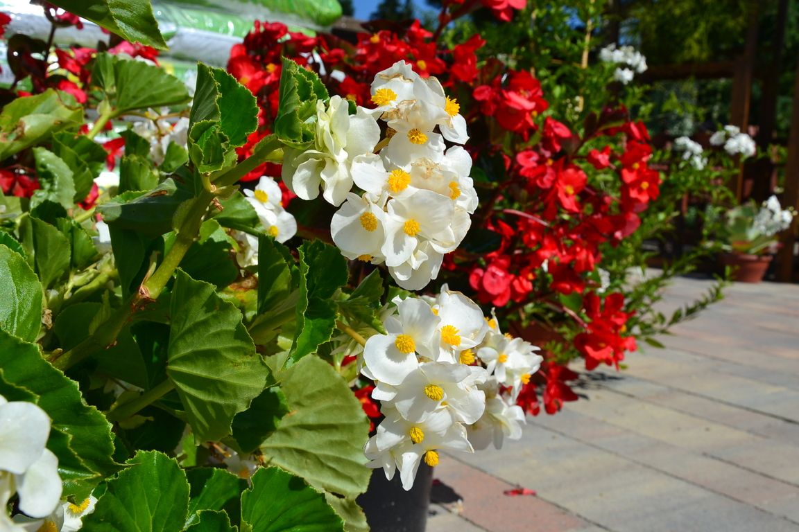 DSC_0026.jpg
