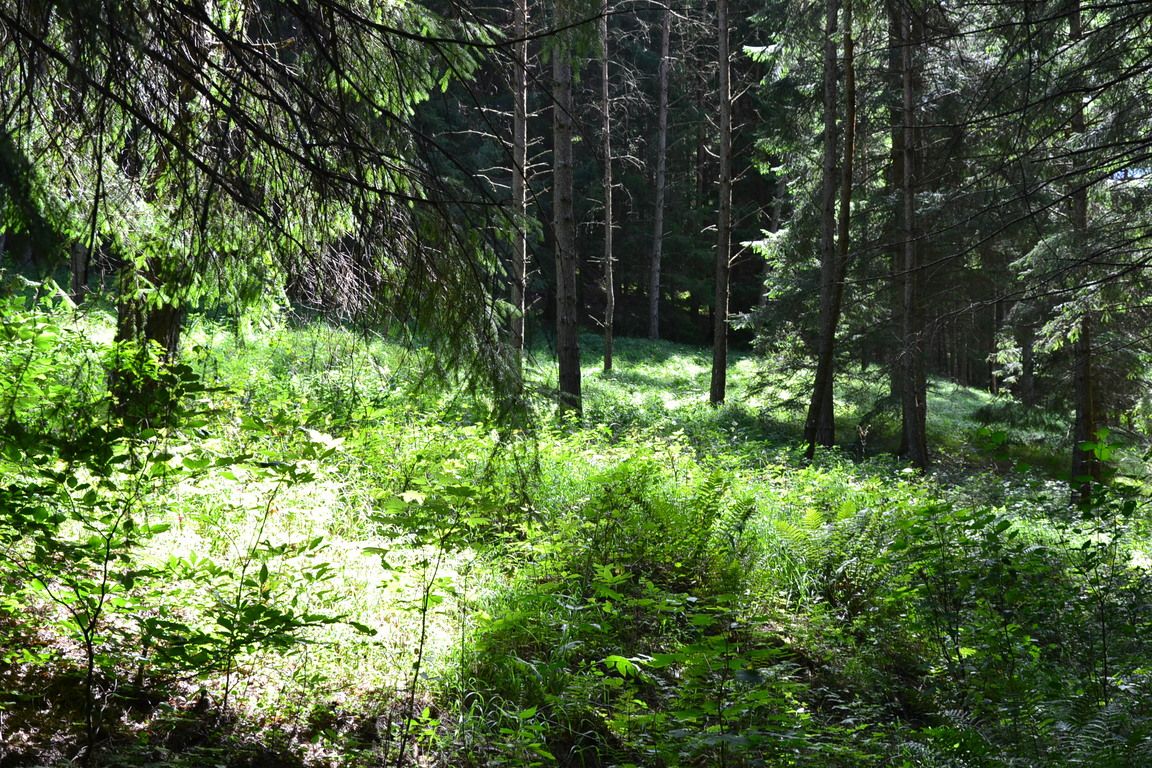 DSC_0026.jpg