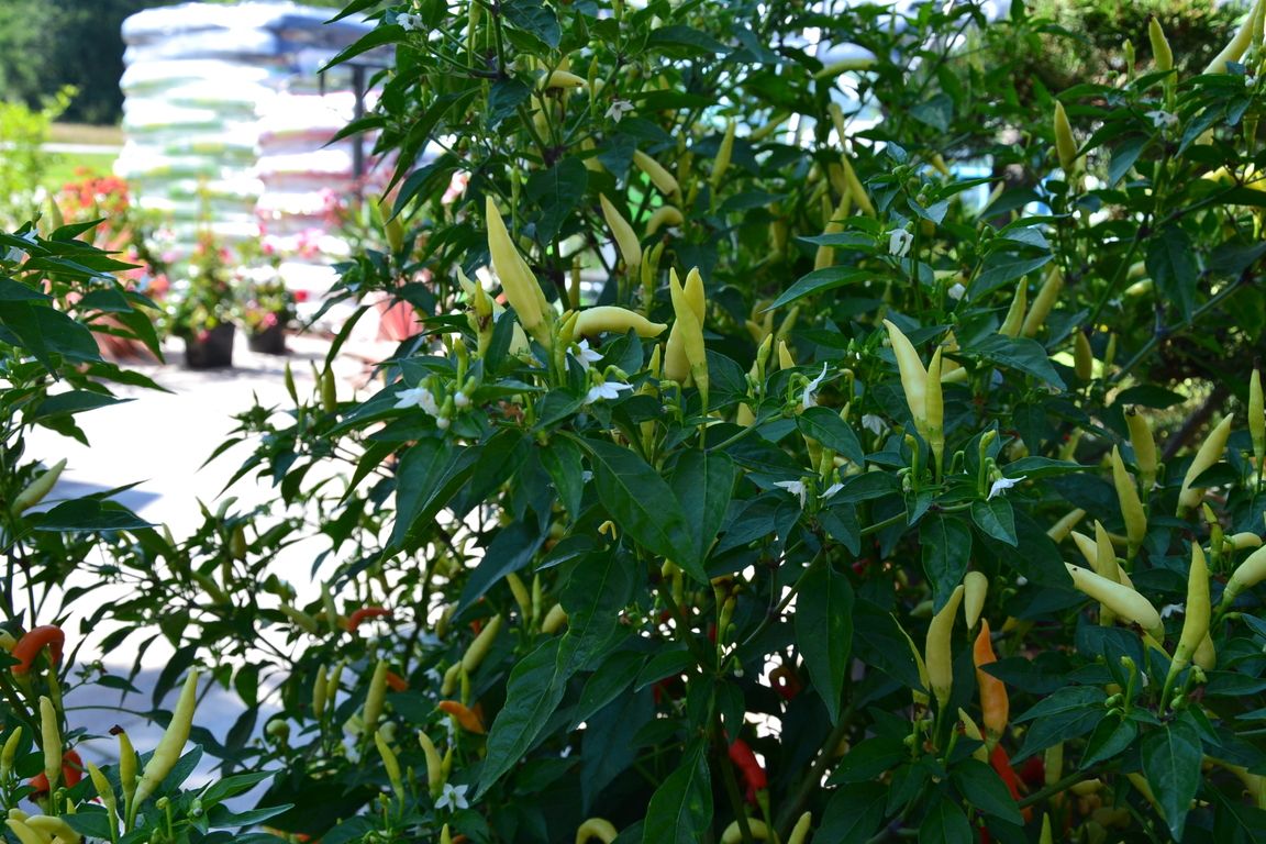 DSC_0029.jpg