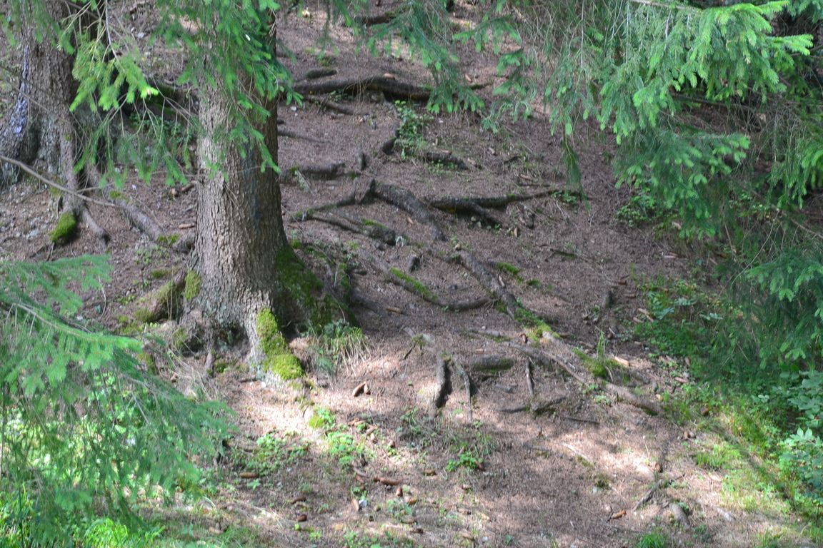 DSC_0029.jpg