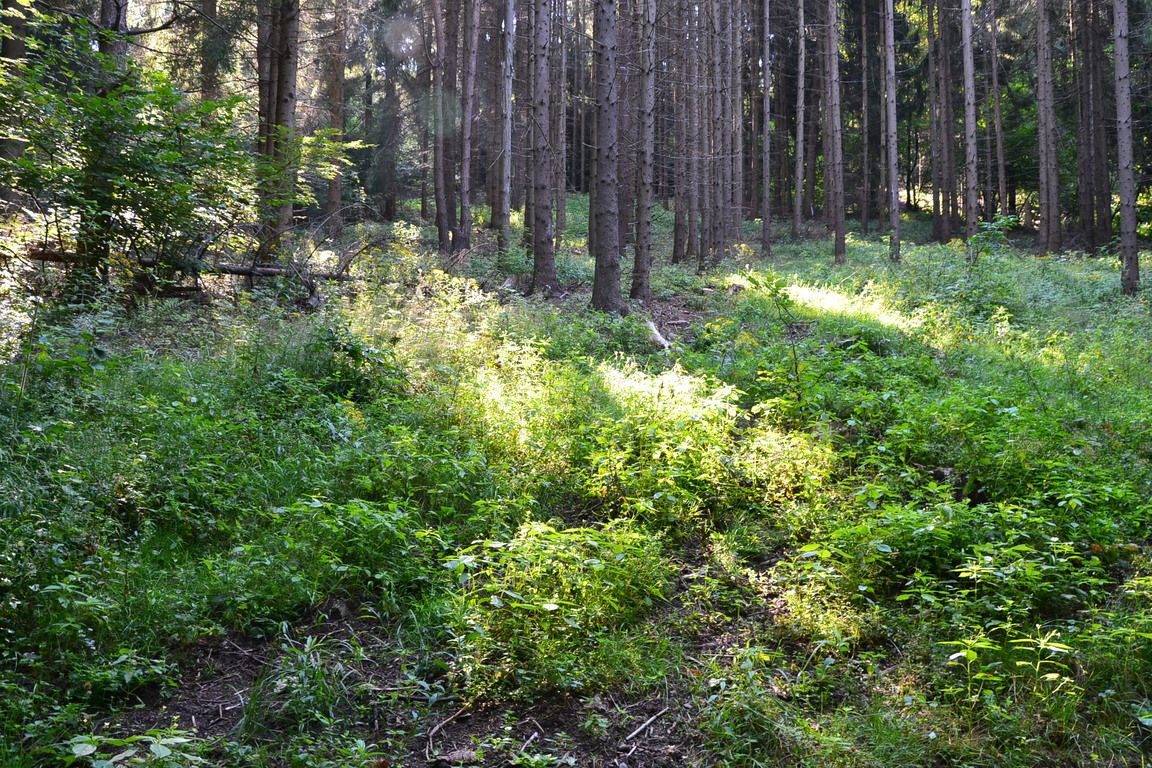 DSC_0032.jpg
