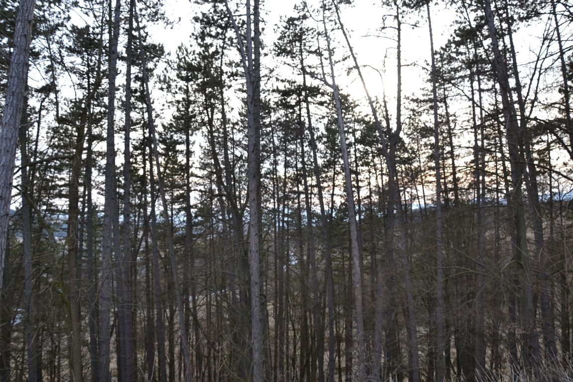DSC_0034.jpg