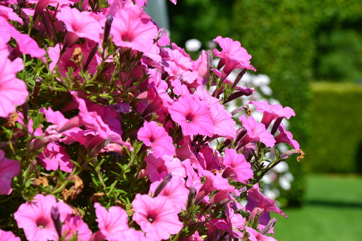 DSC_0039.jpg