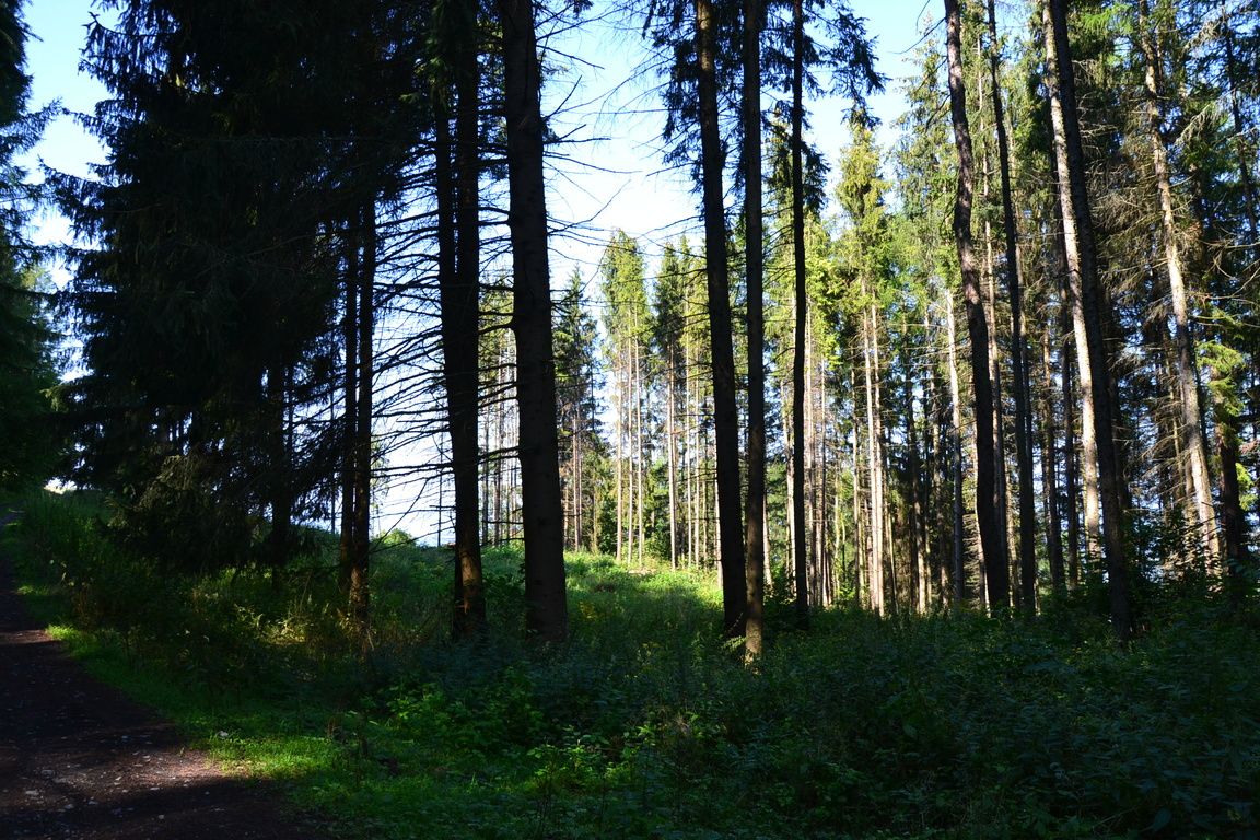DSC_0045.jpg