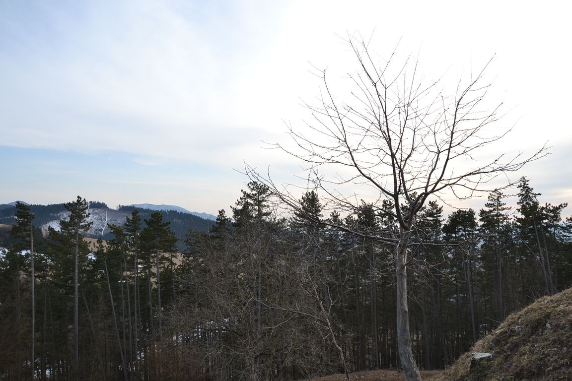 DSC_0051.jpg