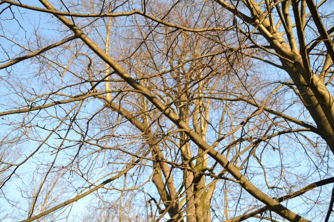 DSC_0073.jpg