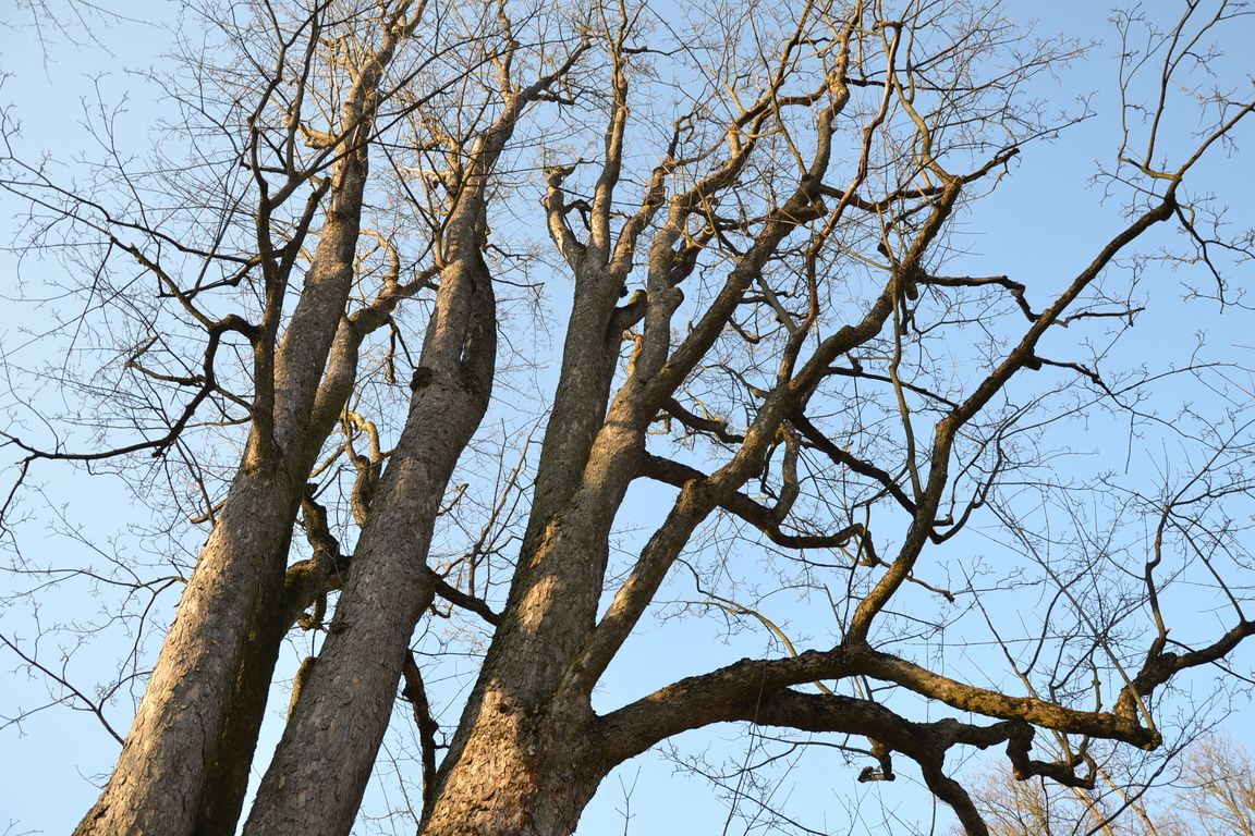 DSC_0074.jpg