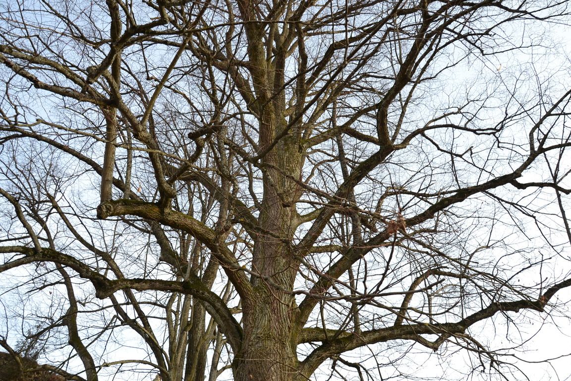 DSC_0083.jpg