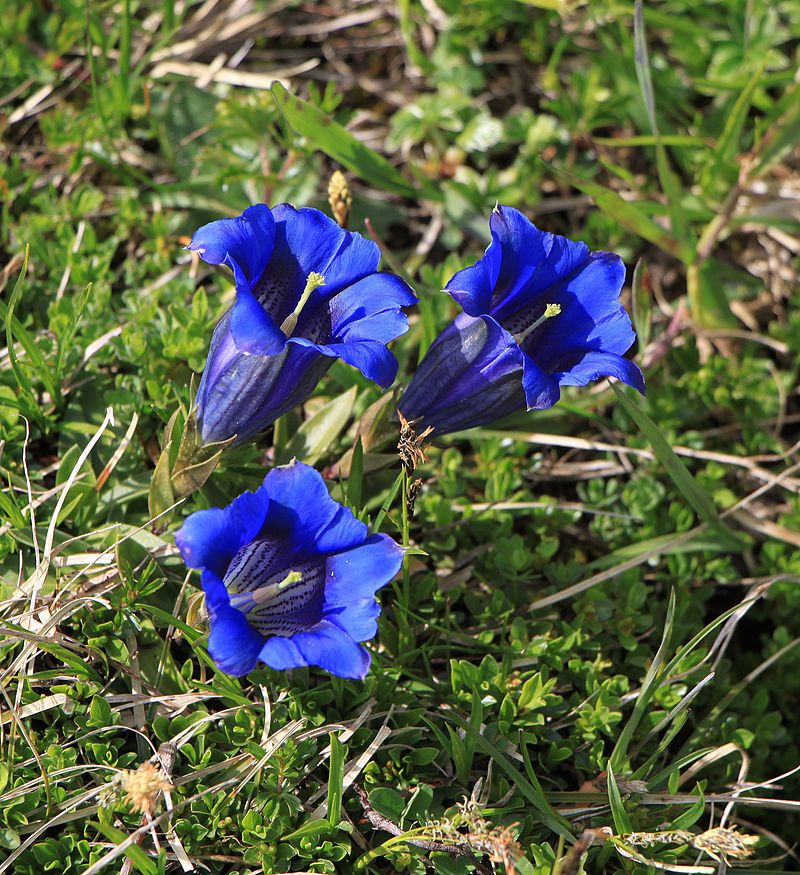 Gentiana_clusii_-_Wank.JPG