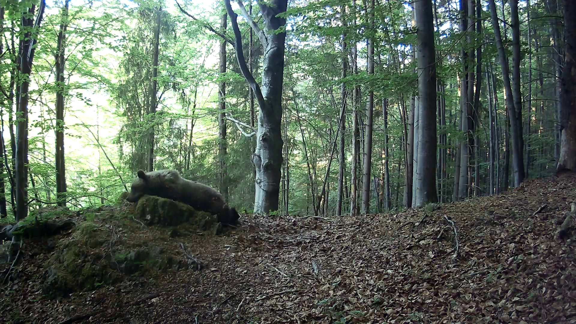 Macík leží.jpg
