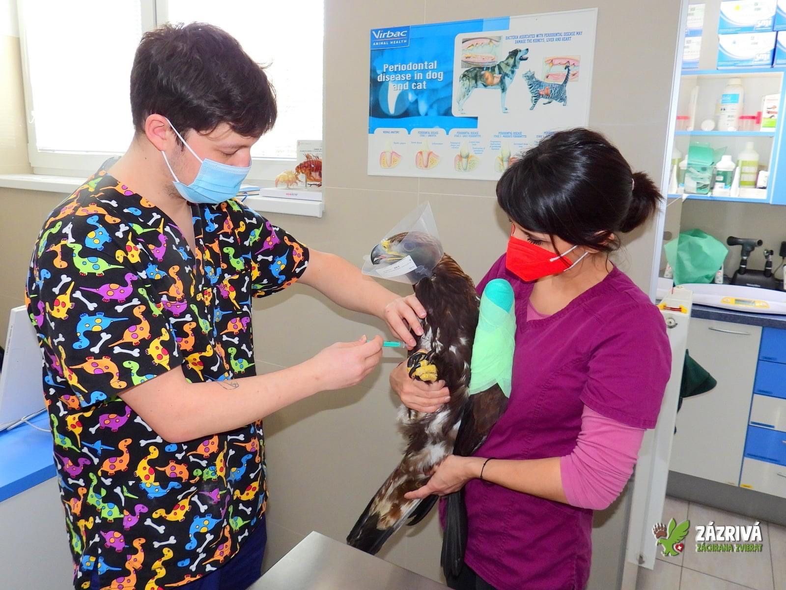 Najnovší pacient na veterinárnej klinike je orol skalný.