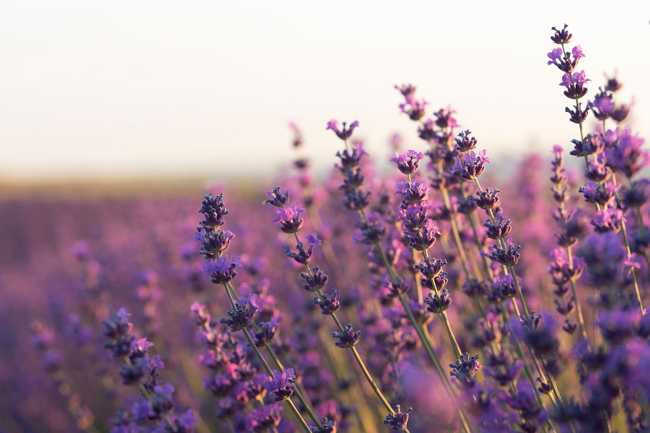 beautiful-blurry-lavender-plants.jpg