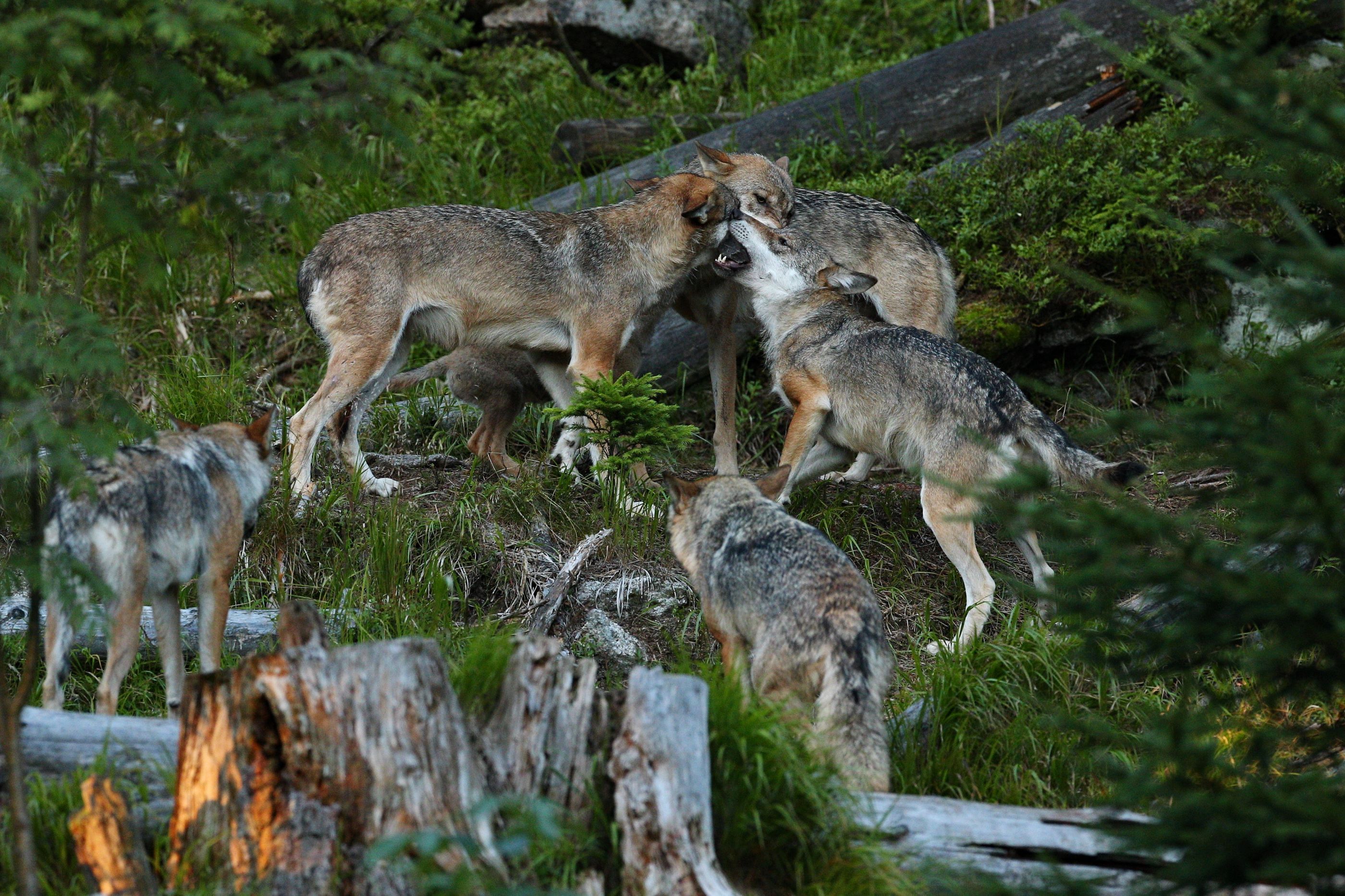 beautiful-elusive-eurasian-wolf-colorful-summer-forest.jpg