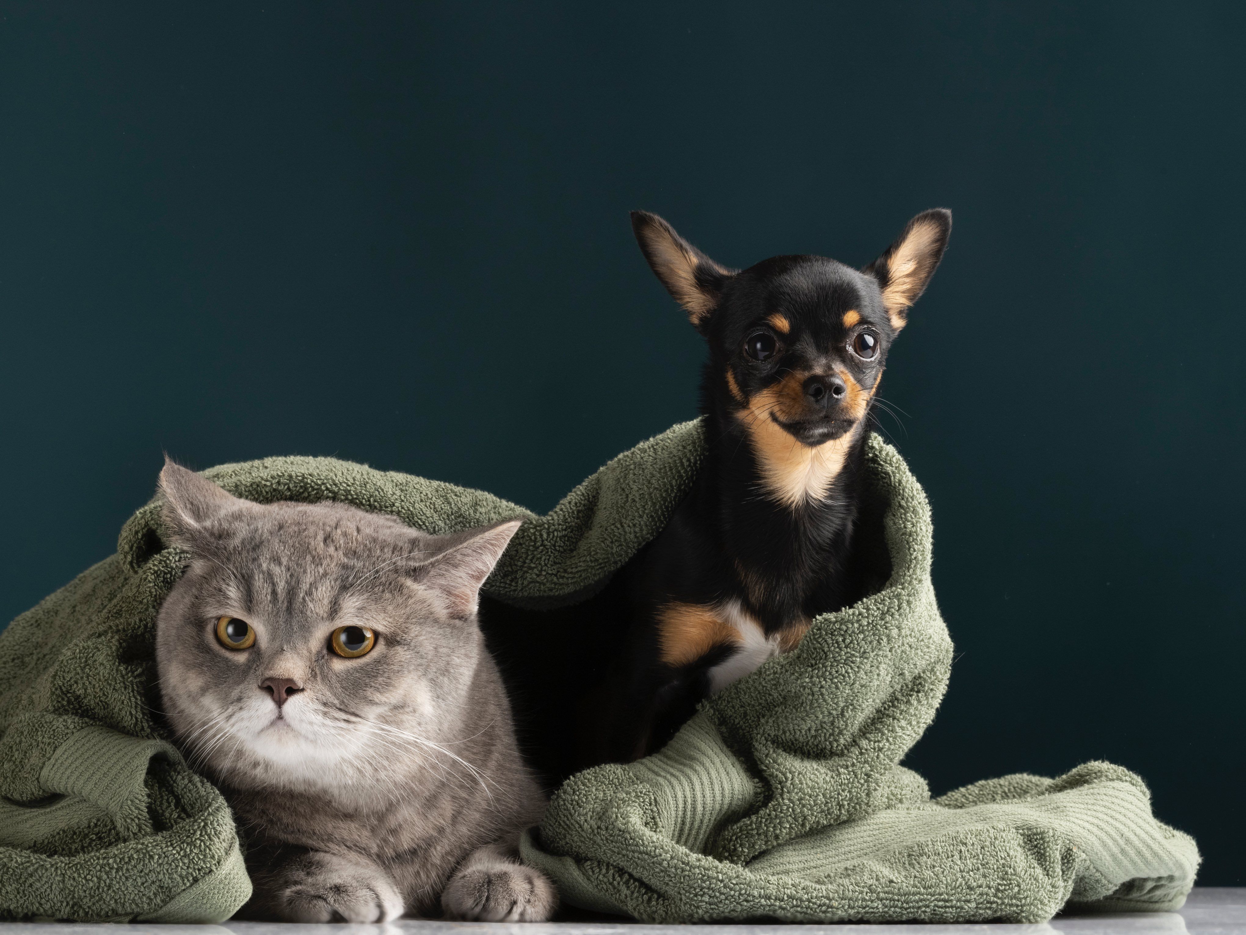 beautiful-pet-portrait-small-dog-cat-2.jpg