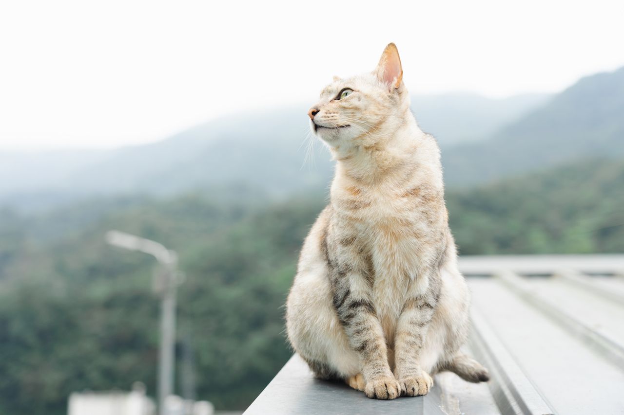 cat-sitting-looking-away.jpg