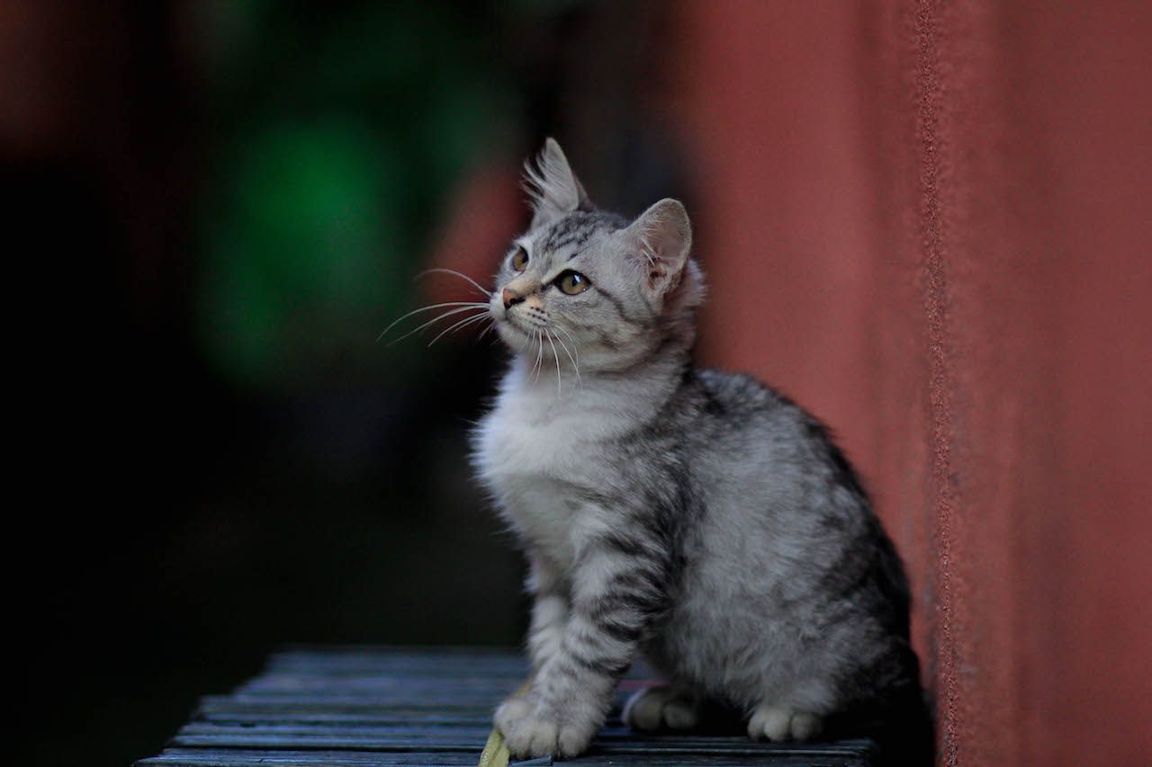 close-up-cat-looking-away.jpg