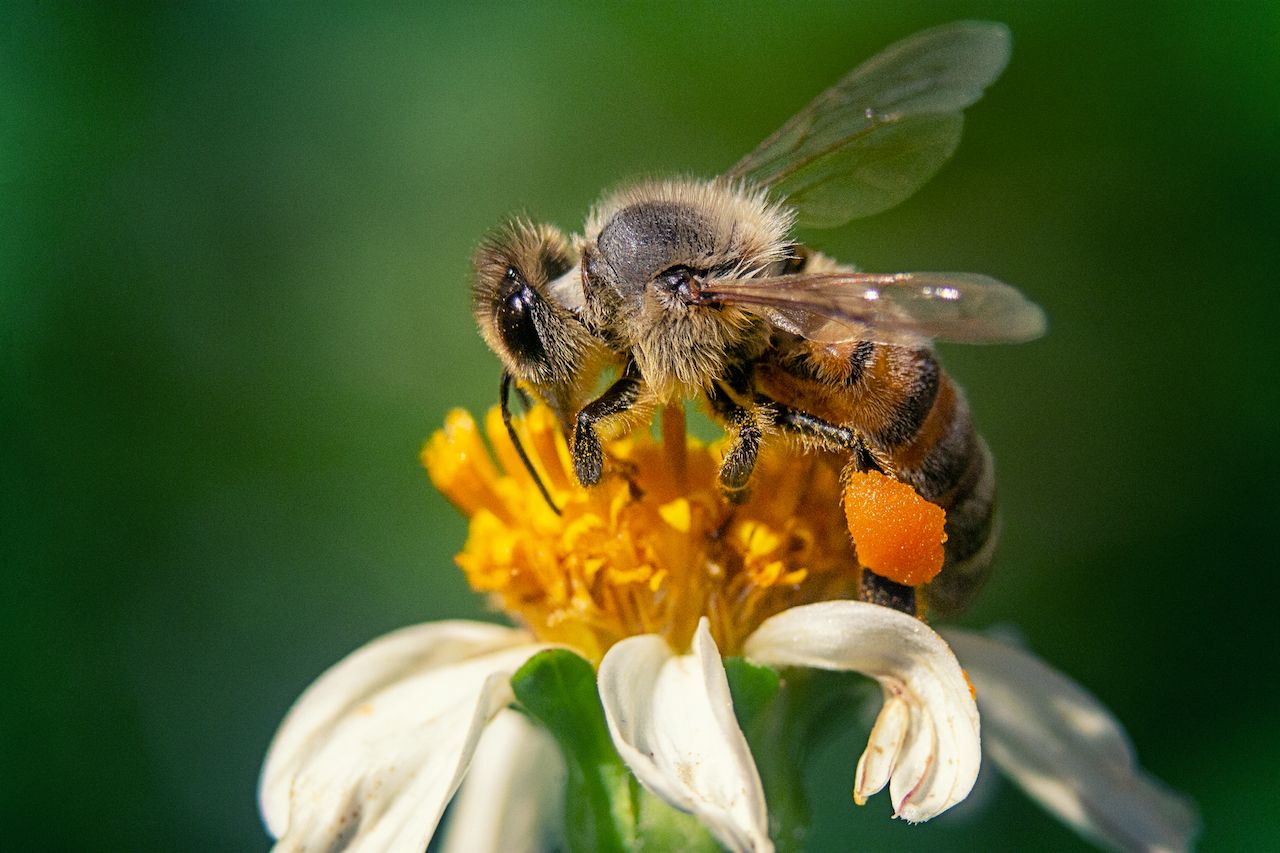 closeup-shot-bee-chamomile-flower.jpg