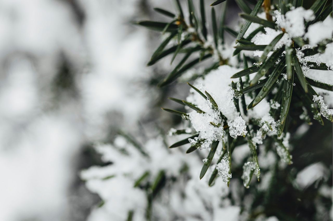 closeup-spruce-covered-with-snow.jpg