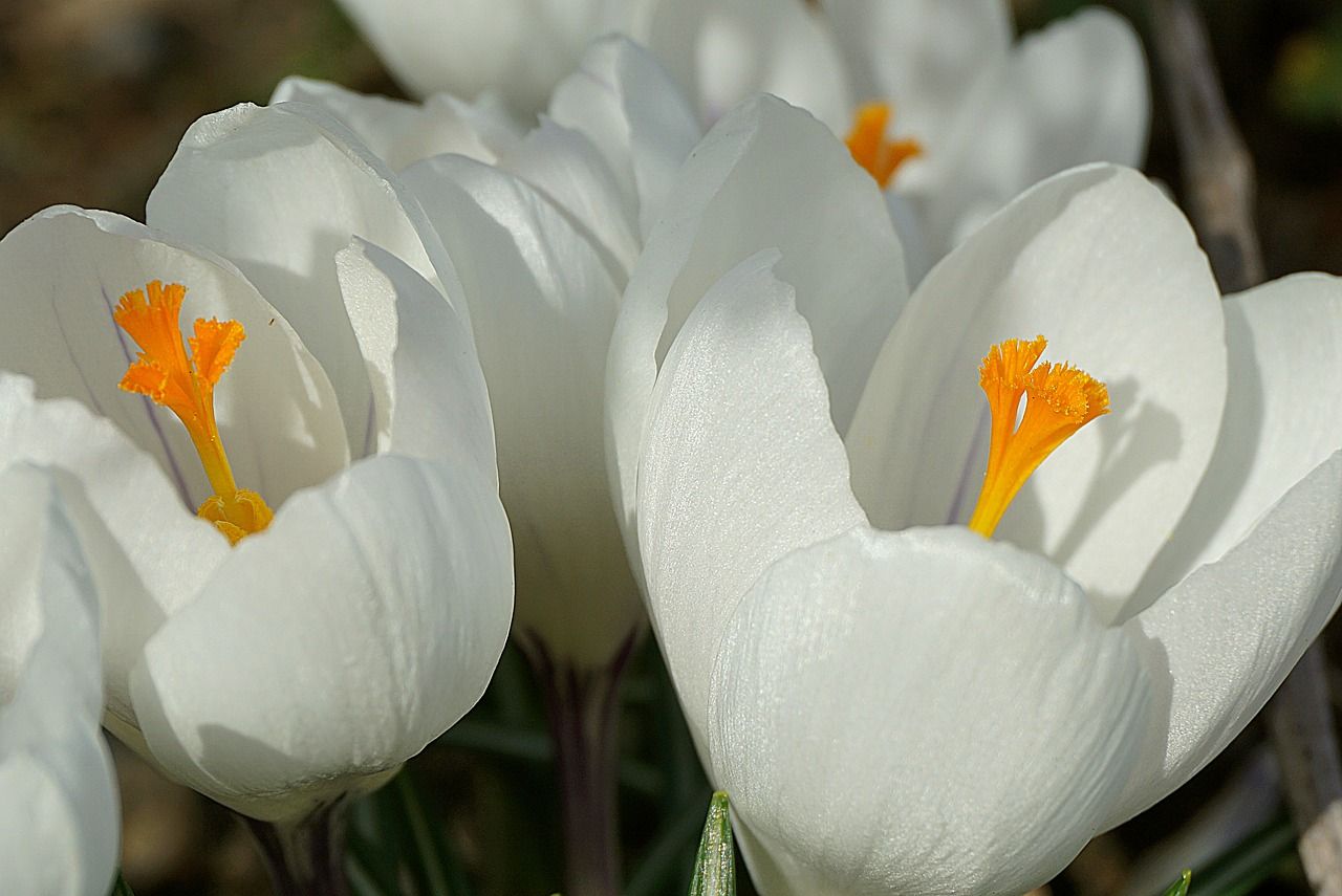 crocus-4951163_1280.jpg