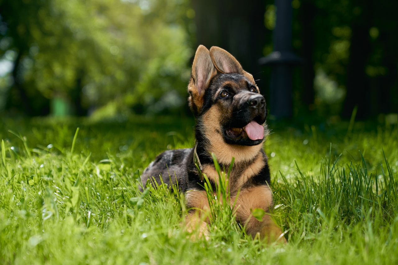 curious-german-shepherd-puppy-lying-grass.jpg