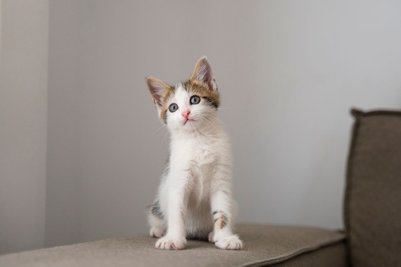 cute-cat-spending-time-indoors (1).jpg