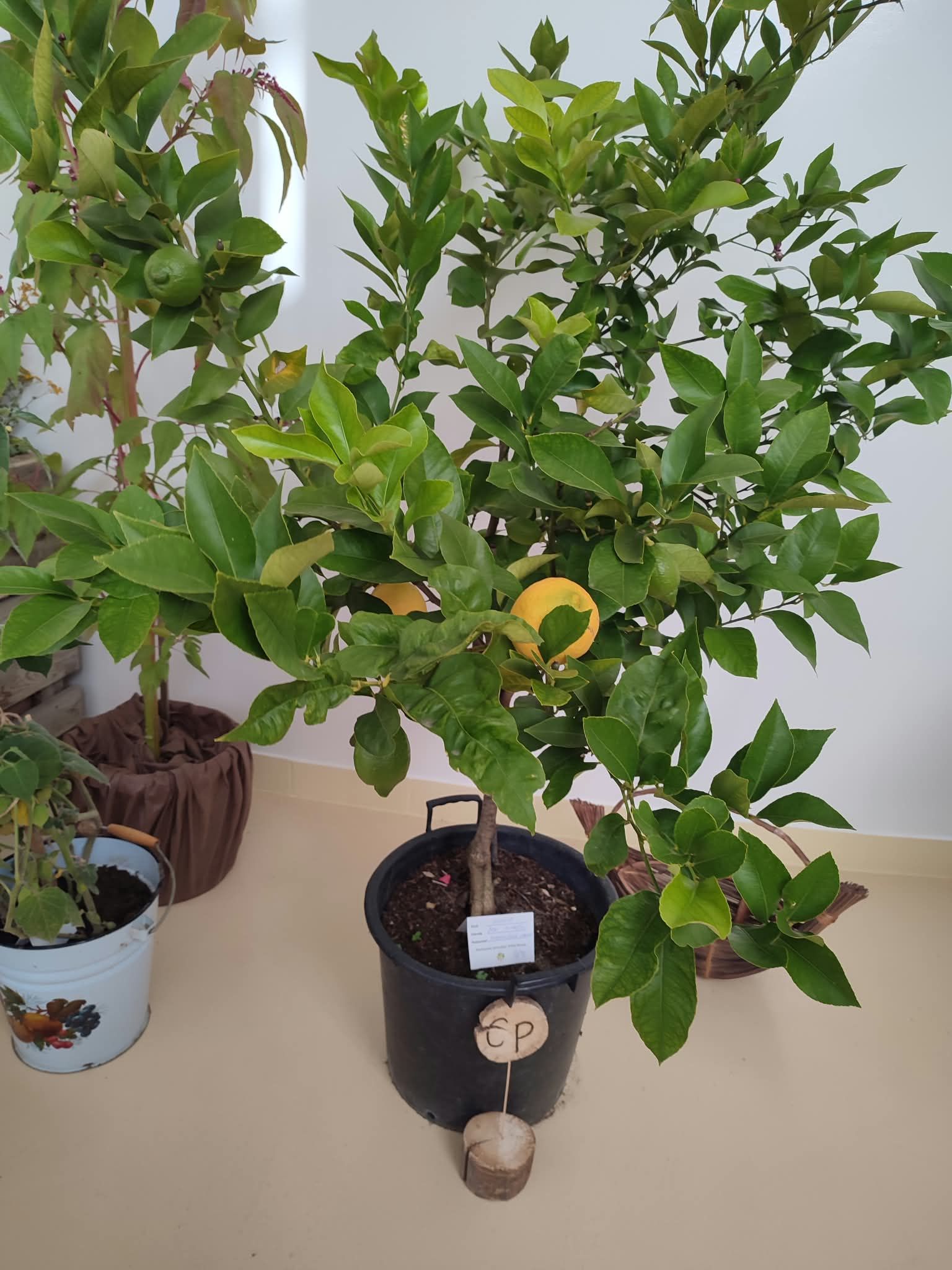 ddfc3855-b8c8-4eb6-b57c-62c618a563a7.jpeg