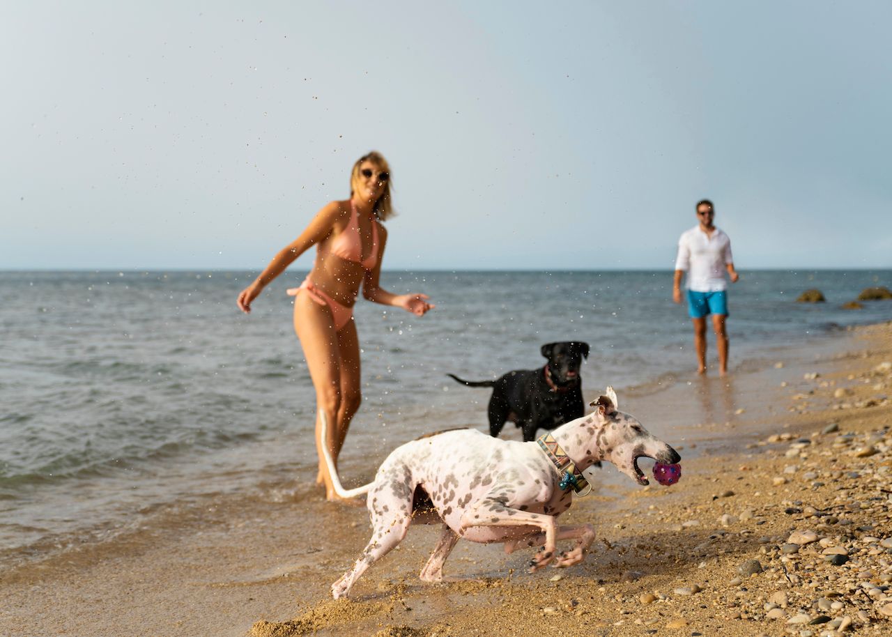 dog-having-fun-beach.jpg