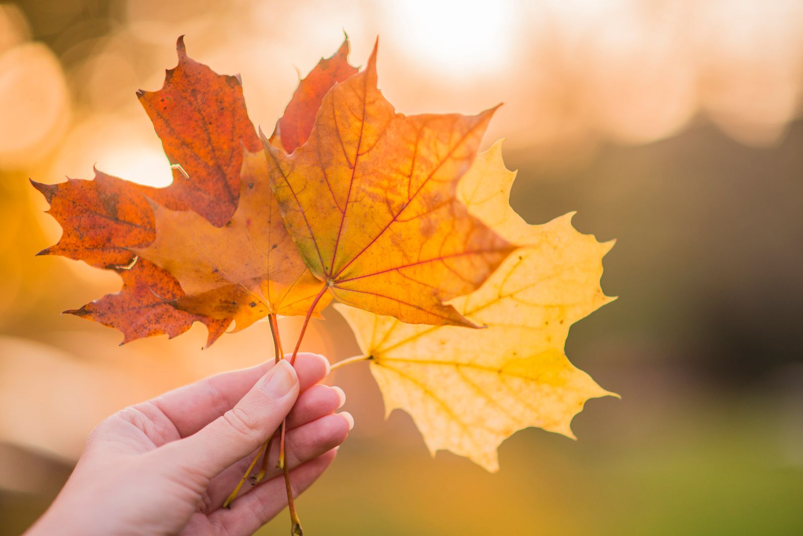 hand-holding-yellow-maple-leaves-autumn-sunny-background-hand-holding-yellow-maple-leaf-blurred-autumn-trees-background-autumn-concept-selective-focus.jpg