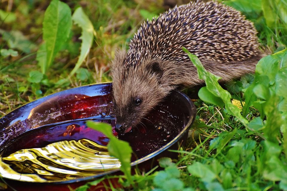 hedgehog-child-1710717_960_720.jpg