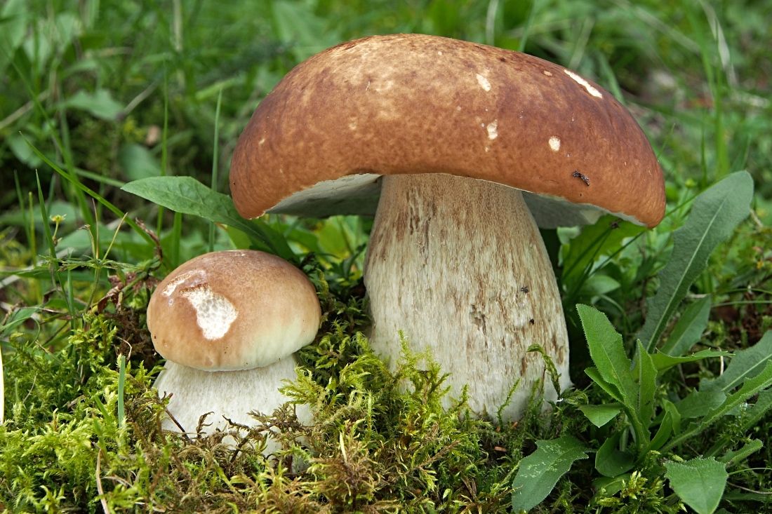 hríb smrekový.jpg