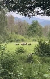 medvede Sučany (002).jpg