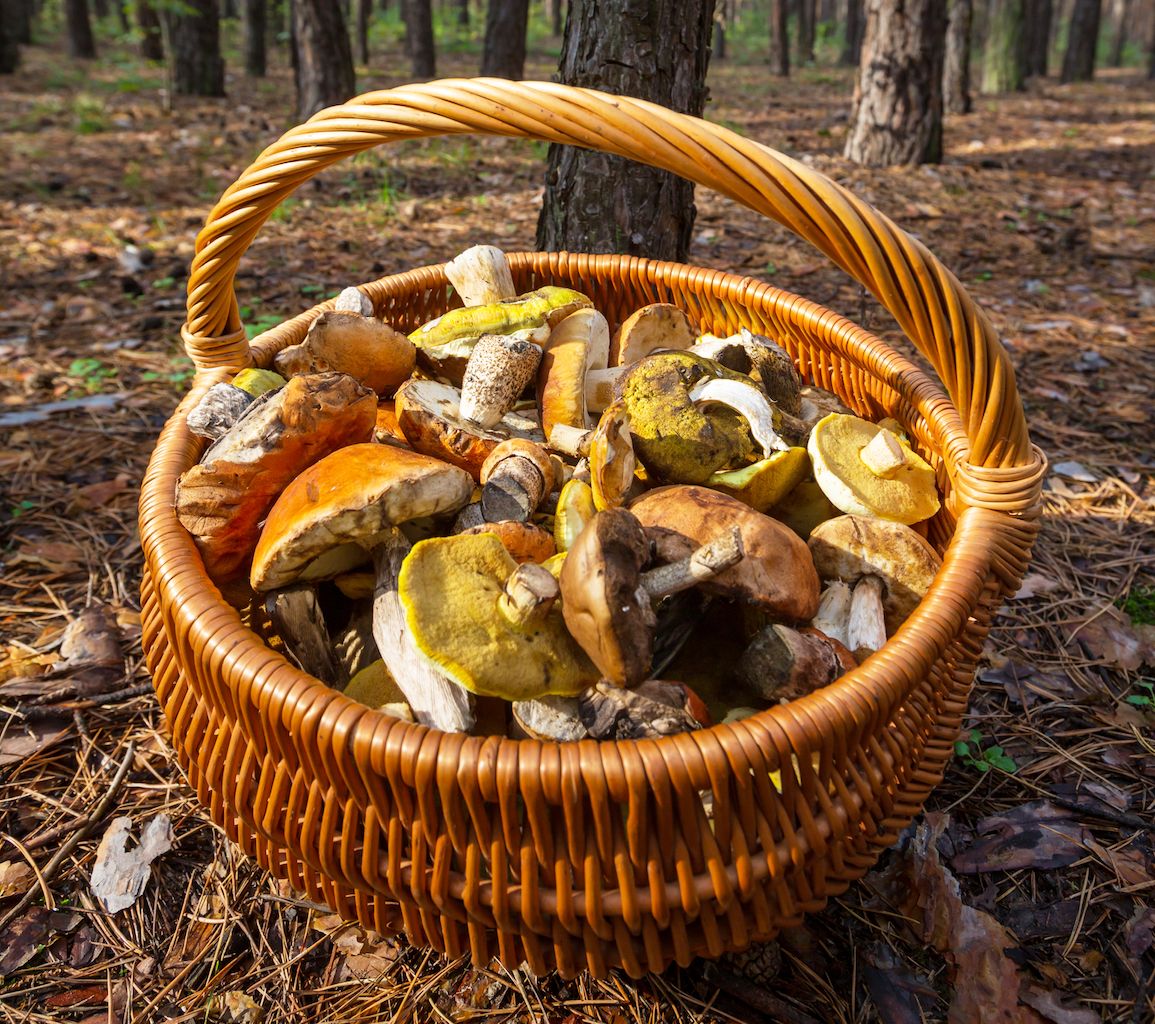 mushroom (1).jpg