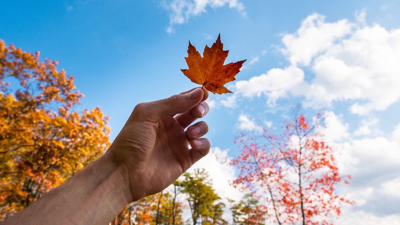 person-holding-orange-leaf-blue-sky-with-clouds.jpg