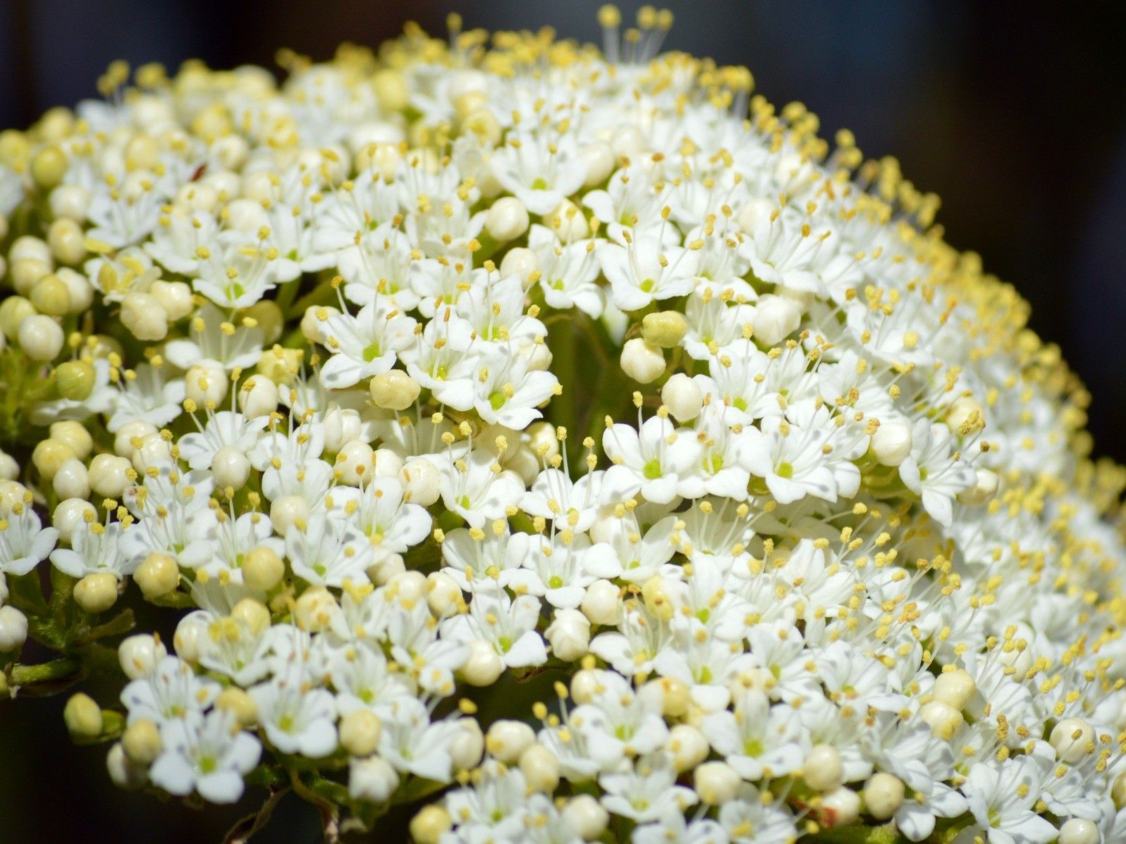 sambucus-nigra-7983580_1920.jpg